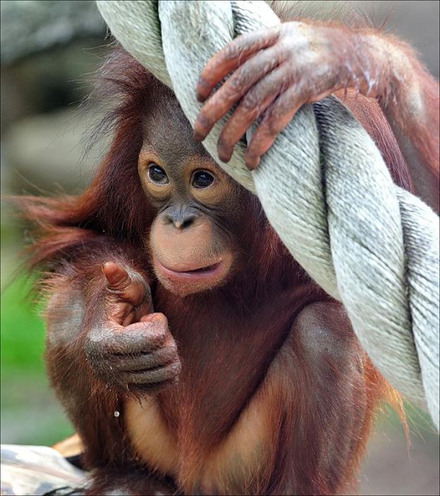 гуру камасутры