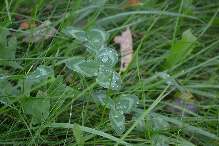 люблю окружающий мир