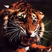 Время Тигра