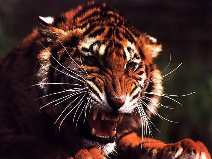 Время Тигра