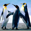 pengu