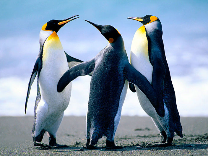 pengu