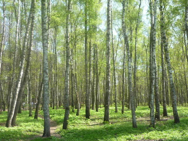 лесок