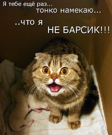 Барсик???