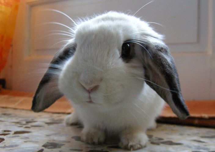 Fluffy Bunny