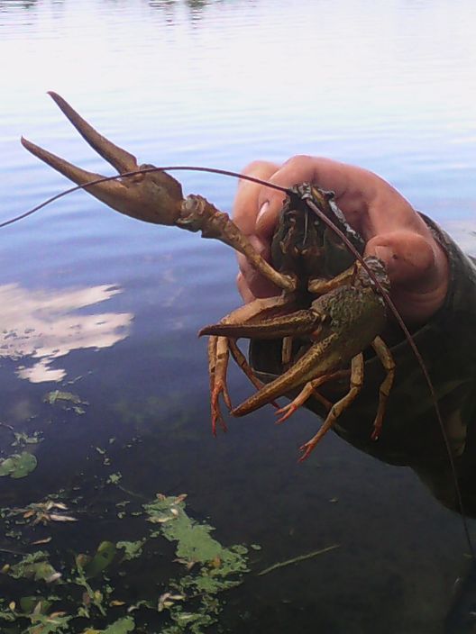 вот такие мановошки