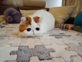 котик