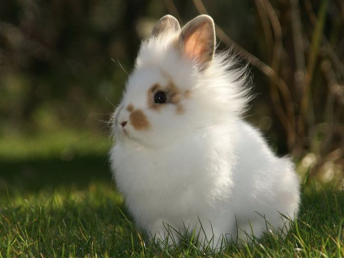 я как это кролик милый и пушистый