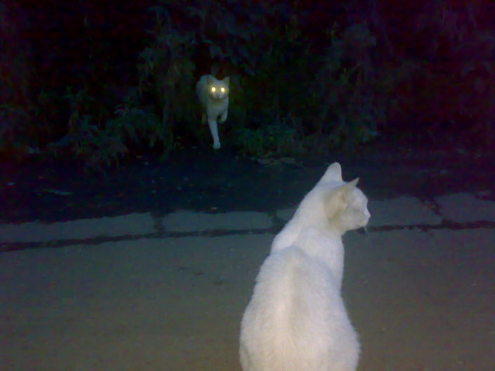 Личные фото