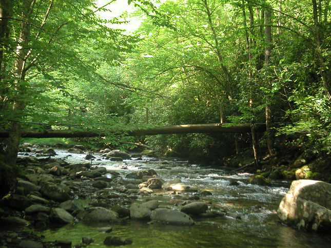 me walking in the forrest