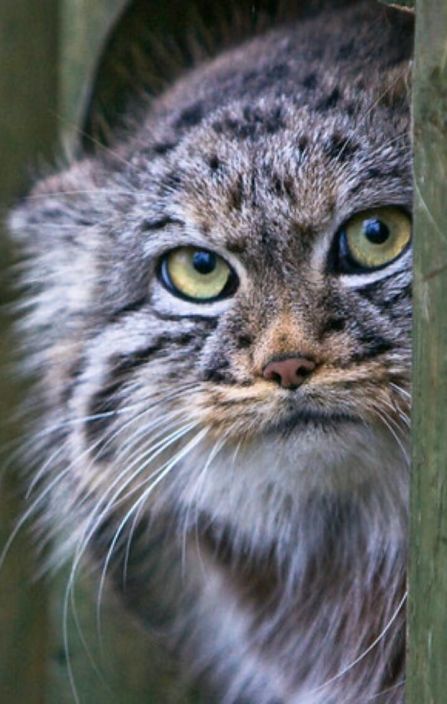 Manul