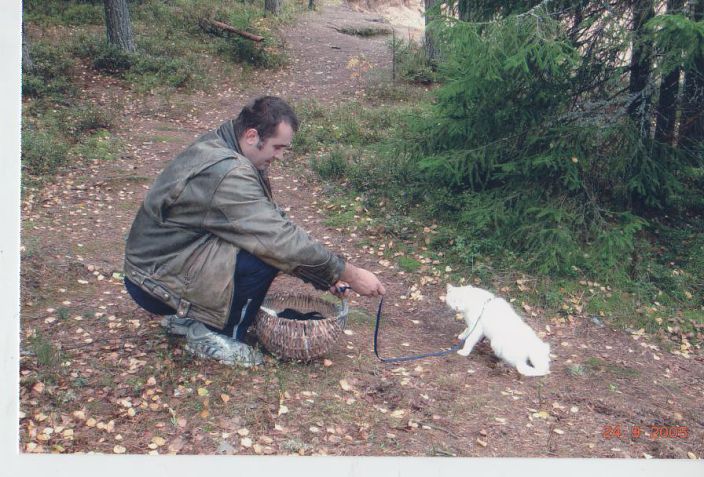 Сбор трюфелей