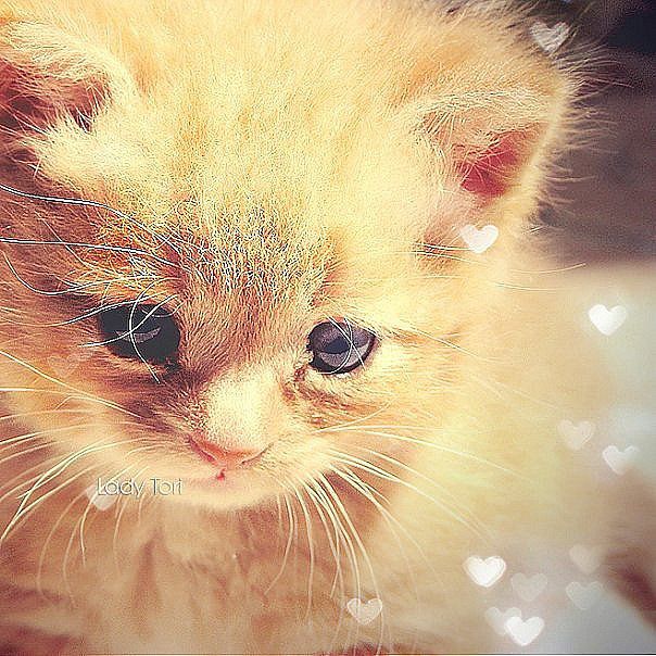 /----/=======/=------