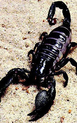 skorpion