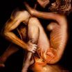анатомія сексу