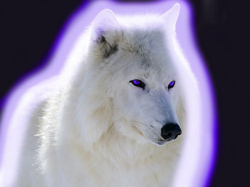 volk