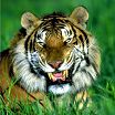 тигр выебу любую самку.