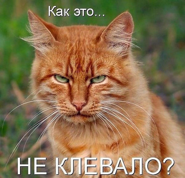 Не клевало