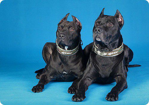 мы не кусаемся