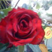 роза романтика любовь