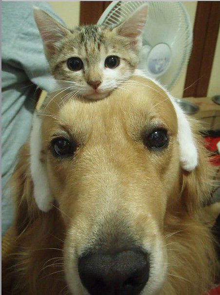 cat and ddog