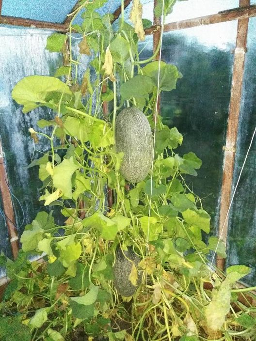 1               привет