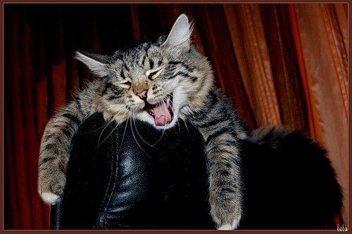 Личные фото