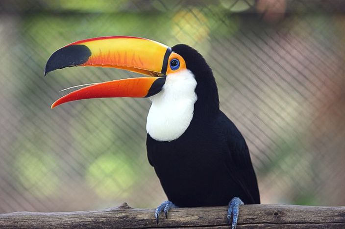 tuki