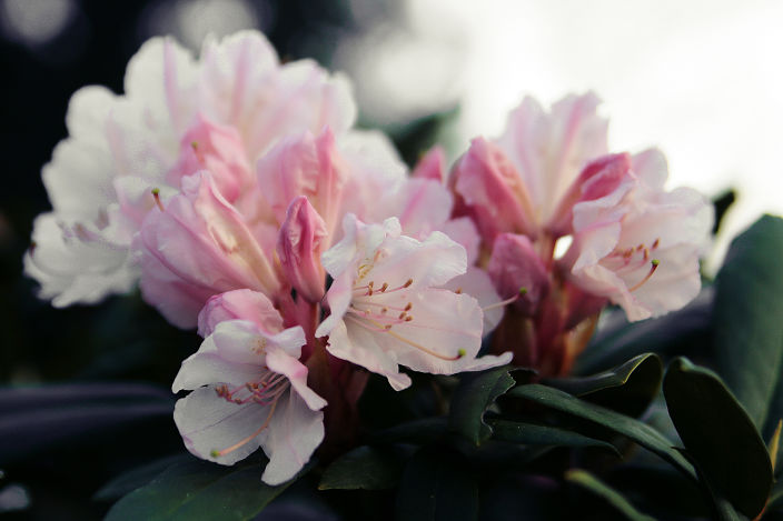 мы цветочные