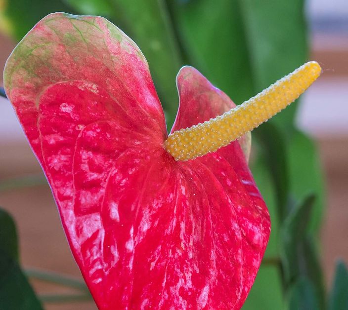 Цветочная эротика ))