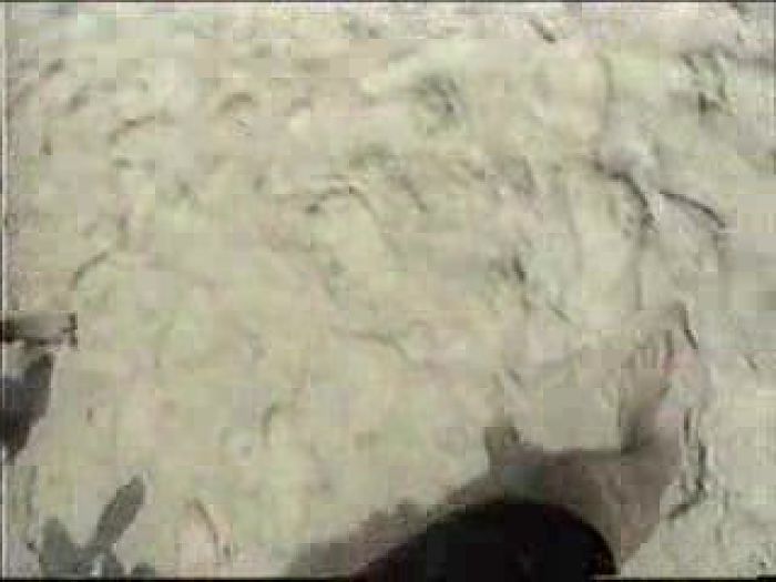 Член в негритянскую задницу