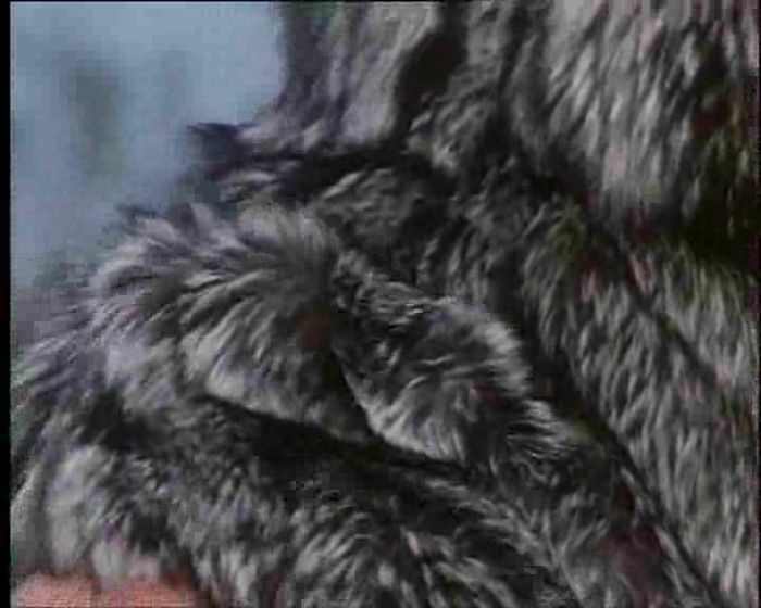 Сучку в шубе на морозе